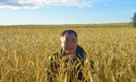 В  Туве возрождают главную зерновую житницу республики