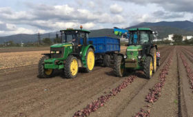 Сахалин:  Совхоз «Тепличный» собрал первый урожай лука, выращенного по японской технологии