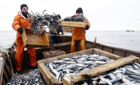 ​С начала года рыбаки Ненецкого АО выловили на морском промысле свыше 11 тысяч тонн рыбы