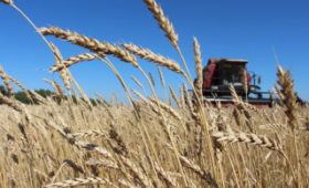 С начала года Алтайский край значительно нарастил экспорт зерновых и масличных культур