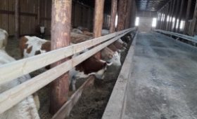 Фермеры Иркутской области получат увеличенные гранты на развитие семейных молочных животноводческих ферм уже в этом году