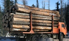 У предпринимателей Хакасии растет интерес к лесозаготовке