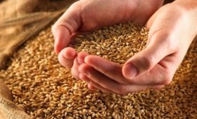 Чувашия: В сельскохозяйственных организациях и крестьянских (фермерских) хозяйствах республики засыпано 50 тыс. тонн семян яровых