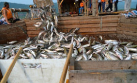 Хабаровский край: Более 43 тысяч тонн красной рыбы добыли промысловики края в этом году