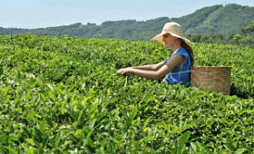 Краснодарский край: Чаеводы Сочи планируют экспортировать чай в Сербию