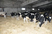 Губернатор поставил задачу по развитию сырьевой базы по молоку в крупных районах Саратовской области