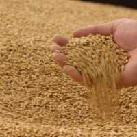 Курс на развитие экспорта тамбовского зерна