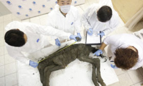 Якутия: Ученые СВФУ и фонда Sooam продолжают совместные исследования по клонированию древнего жеребенка