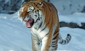 В мае в Приамурье планируют выпустить двух тигров