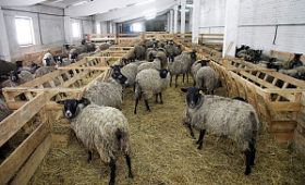 Овцеводы Краснодарского края завоевали пять наград на всероссийской выставке