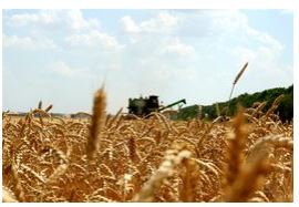 Ставрополье готово к уборке зерновых