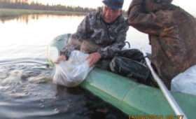 Якутия: В Верхневилюйском улусе проведены работы по зарыблению пелядью озера «Диринг мара»