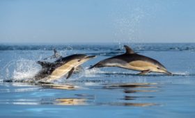 На кубанских курортах отметят Всемирный день китов и дельфинов