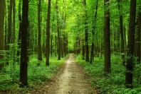 В Орловской области за первое полугодие 2019 года более чем вдвое снизилось количество незаконных вырубок леса