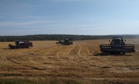 Иркутская область: В пострадавших от паводка районах Приангарья убрано 14,6 тысяч гектаров зерновых