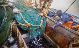 Более 400 тысяч тонн минтая выловили рыбаки Приморья