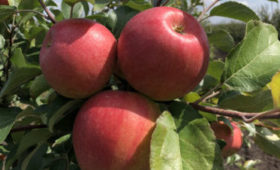 Тамбовские садоводы собрали 12 тысяч тонн яблок