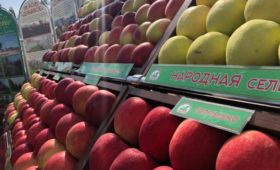 Тамбовские садоводы собрали почти 9,5 тысяч тонн яблок