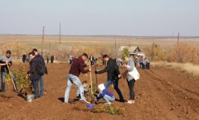 Нацпроект «Экология»: в лесах волгоградского региона посадили почти пять миллионов деревьев