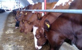 В Пензенской области отмечается рост производства в отрасли животноводства