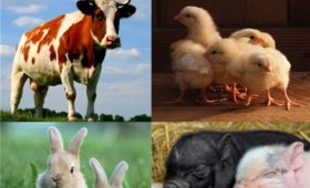В хозяйствах Чувашии наращиваются темпы производства животноводческой продукции