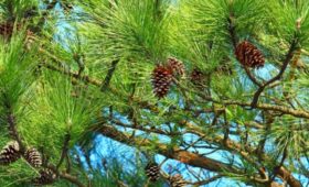В Орловской области планируется посадить 60 га соснового леса
