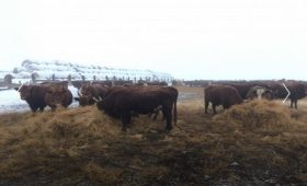 Калмыкия: Зимовка скота – на контроле
