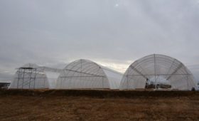 Севастопольские фермеры создали новое тепличное хозяйство