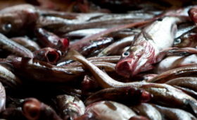Островные рыбопромышленники намерены привлекать на путину сахалинцев