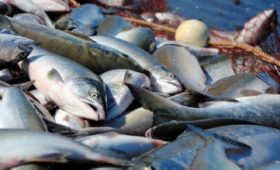 Колымские рыбаки в 2020 году продолжат бесплатно ловить по две горбуши в день