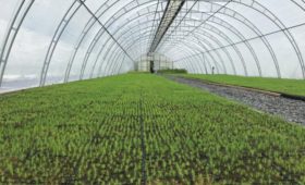 100-летие Республики Карелия: продолжается модернизация тепличных комплексов по выращиванию сеянцев сосны и ели