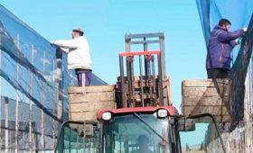 Противоградовые сетки на площади 100 га устанавливают в ООО «Сады Карачаево-Черкесии» для защиты деревьев
