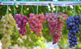 Ростовская область: Губернатор утвердил порядок предоставления областной поддержки на развитие донского виноградарства