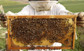 C 2015 по 2019 год крымские пчеловоды получили более 15 млн рублей средств грантовой поддержки