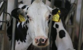 В хозяйствах Пензенской области отмечается рост производственных показателей в отрасли животноводства