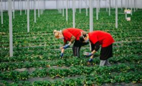 Крымские аграрии приступили к сбору земляники садовой позднего срока созревания