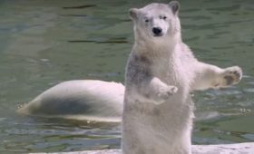 Якутия: В «Хрониках коронавируса» показали, чем живет зоопарк «Орто Дойду» без посетителей