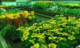 Амурская область: Петунья, бархатцы, цинерария и другие цветы украсят летом столицу БАМа