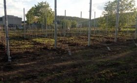 В Карачаево-Черкесии стартовали работы по закладке садов интенсивного типа на личных подсобных хозяйствах