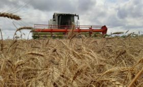 Крымские аграрии уже убрали 214 тысяч гектаров из общей посевной площади 730 тысяч гектаров