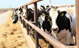 Господдержка на производство собственного молока в Республике Крым увеличена в три раза