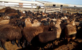 Более 200 породистых овец завезли в Приморье из Сибири