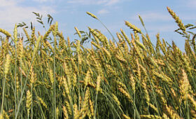 Сельхозтоваропроизводители Алтайского края намолотили 2,6 миллиона тонн зерна