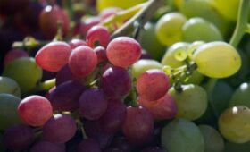 Минсельхоз Крыма в полном объеме освоил средства господдержки отрасли виноградарства – Андрей Рюмшин