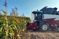 На Дне поля Владимирской области фермеры представили 59 гибридов кукурузы