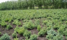 В Костромской области объемы лесовосстановления выросли на четверть