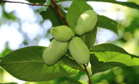 Уникальные плоды азимины будут выращиваться в Республике Крым в промышленных масштабах