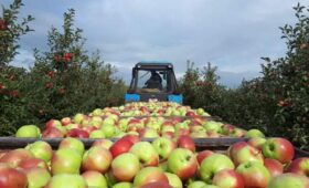 Интенсивное садоводство в Тамбовской области обсудили аграрии страны в рамках «Золотой осени»