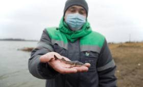 АНК «Башнефть» выпустила в водоемы более 150 тысяч мальков ценных видов рыбы