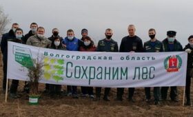 «Сохраним лес»: в Волгограде высадили четыре тысячи молодых деревьев
